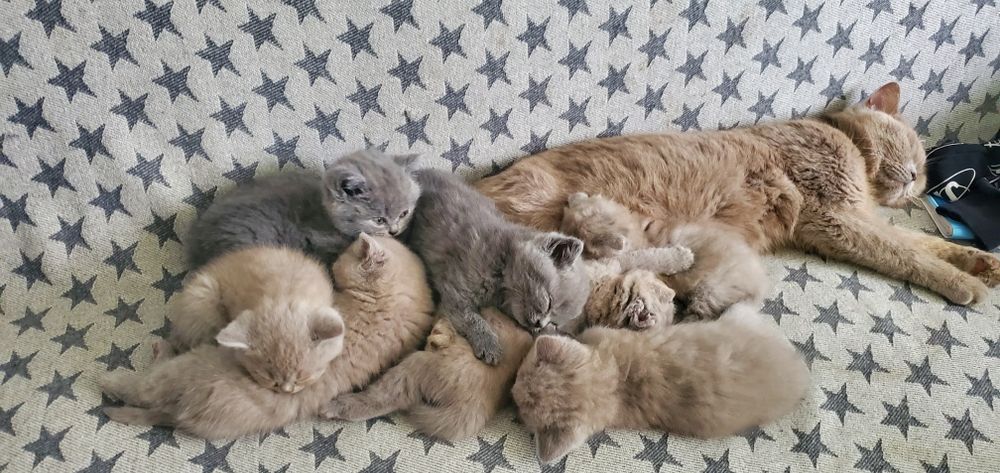 Шотландські кошенята породисті