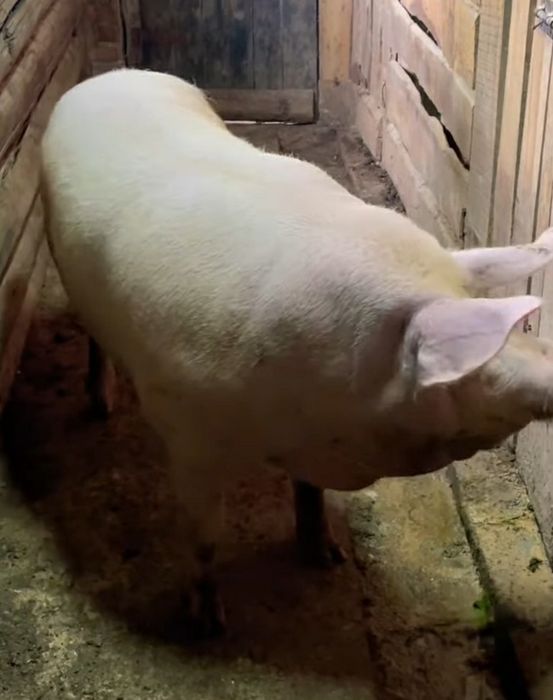 продам сало з кабана вирощеного на зерні-картоплі