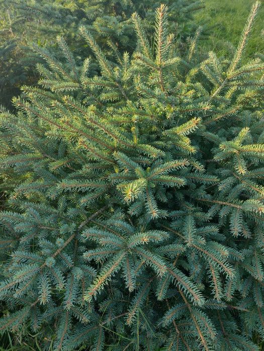 CHOINKI - ŚWIERK SREBRNY -  najtańsze w okolicy !!!