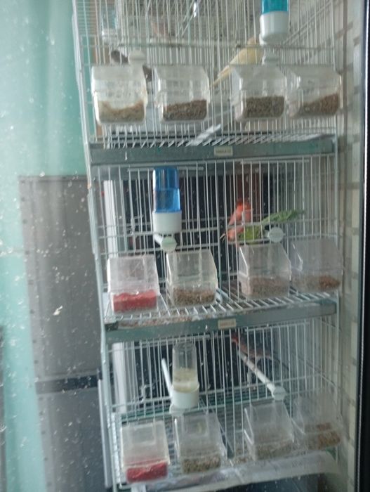 Vendo canários e outros pássaros