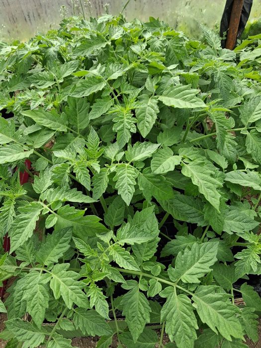 Rosada pomidora I papryki