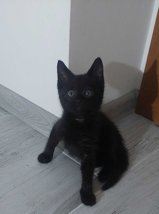 Waleczny Kibo szuka domu
