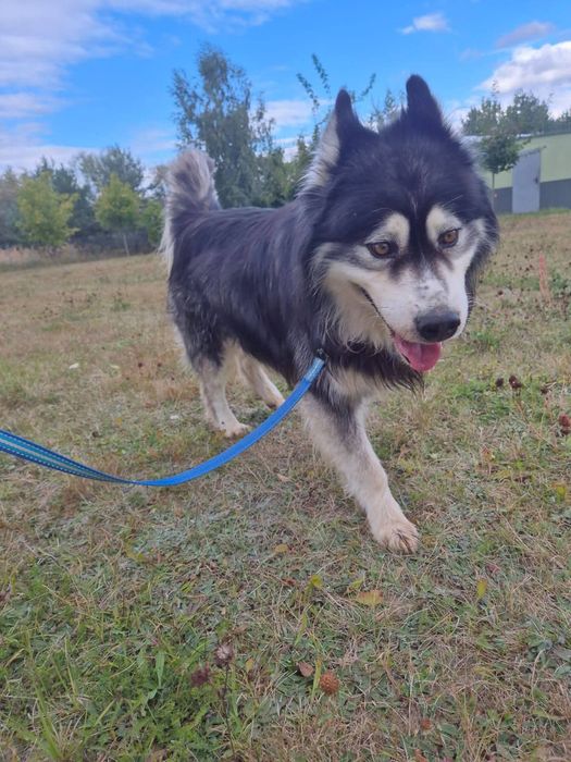 Vidar szuka domu !!!