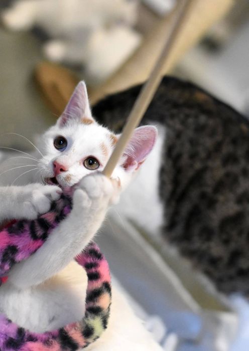 Uroczy Dexter szuka domu!