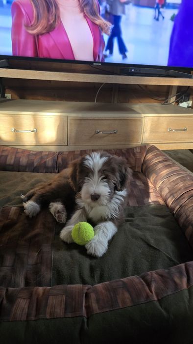 BEARDED COLLIE  szczeniak  lato 2026