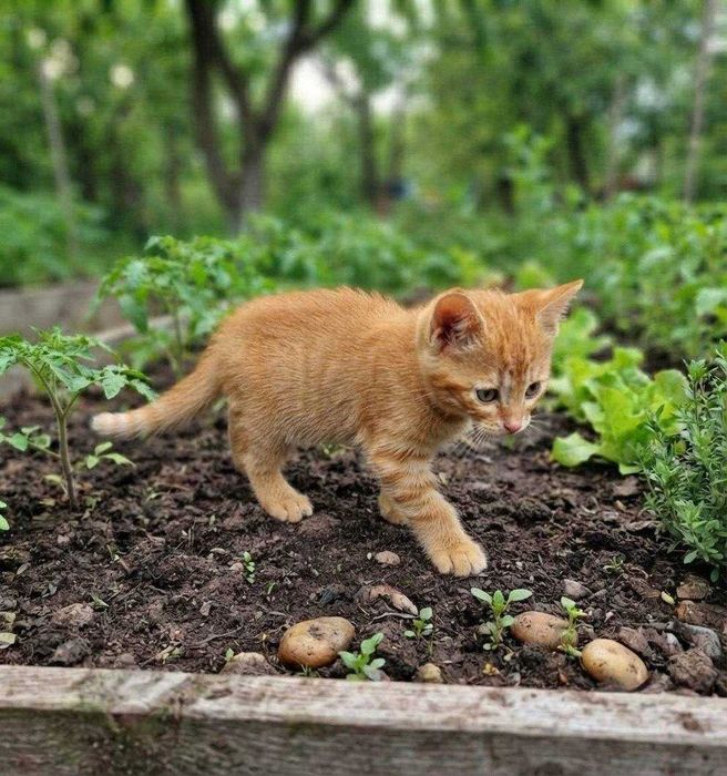 Віддам кошеня у добрі руки!