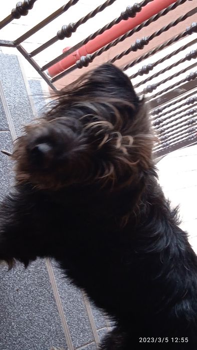 Zaginęła suczka .Czarna, wyżeł , długowłosa