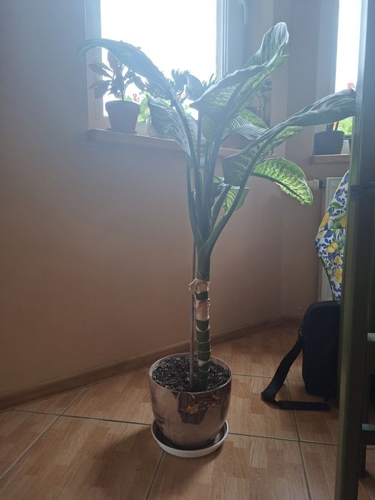 Difebachia - kilka sztuk