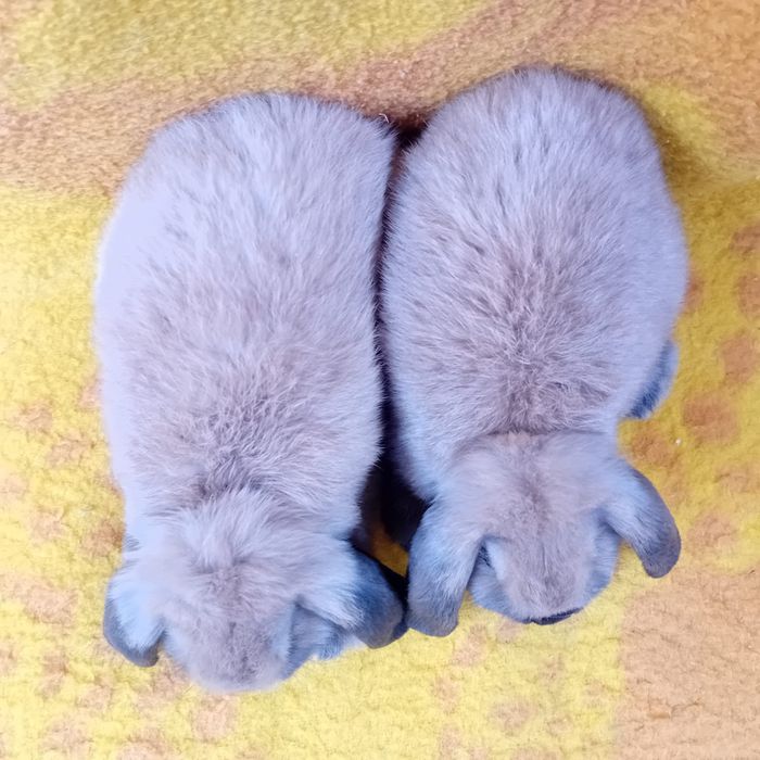 Króliki miniaturki Baranki Teddy samczyki GRUDZIĄDZ