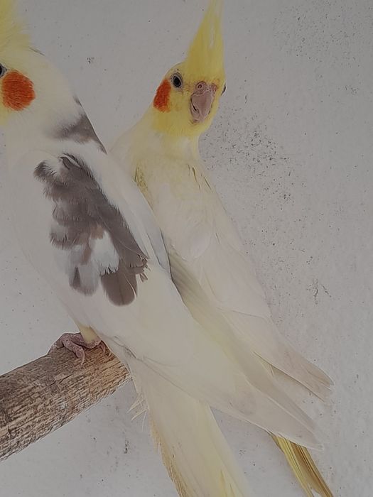 Caturras adultas e novas