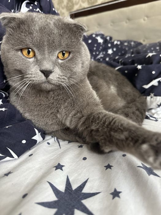 Вʼязка шотладський висловухий кіт шукає наречену вяска