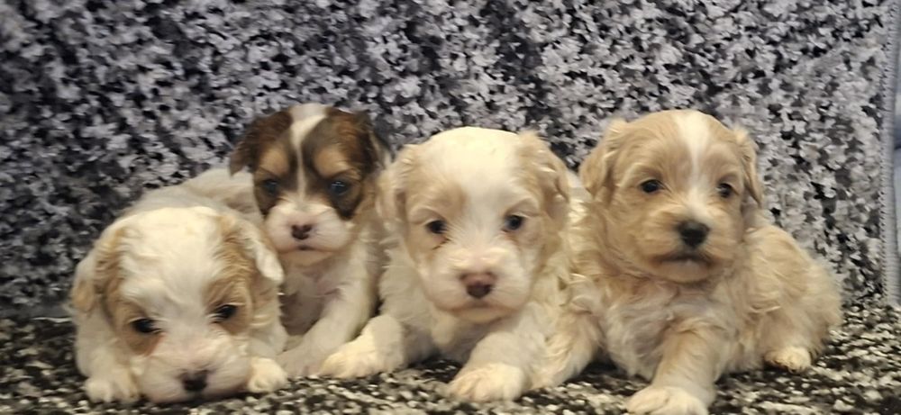 Maltipoo F1 szczenię