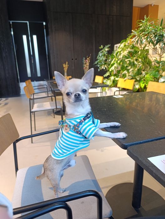 Вязка чихуахуа мини