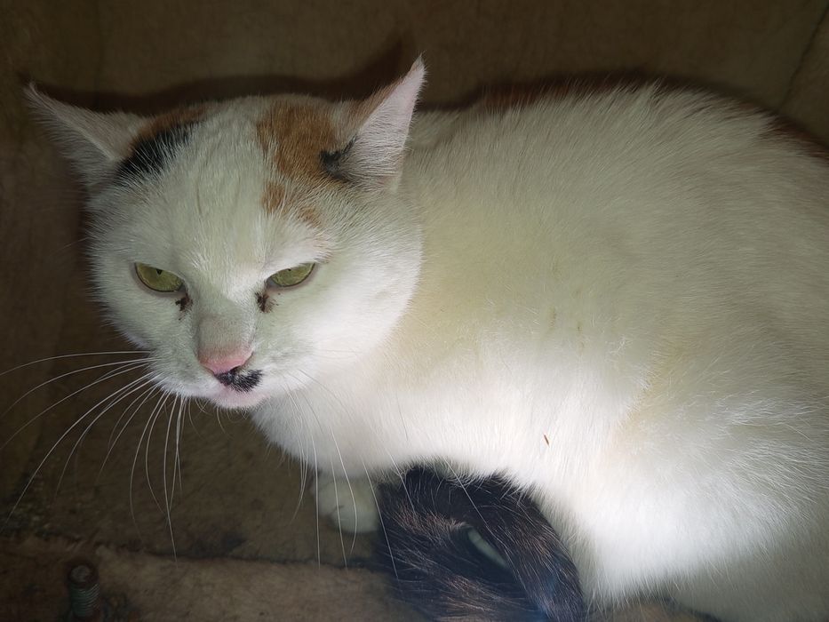 Piękna kotka Jesień czeka na dom