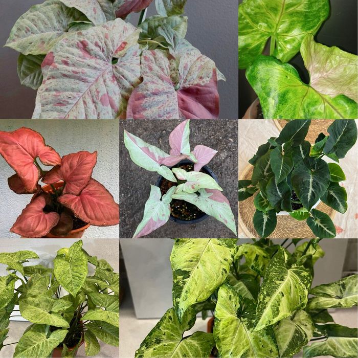 Сортовые сингониумы , большой выбор