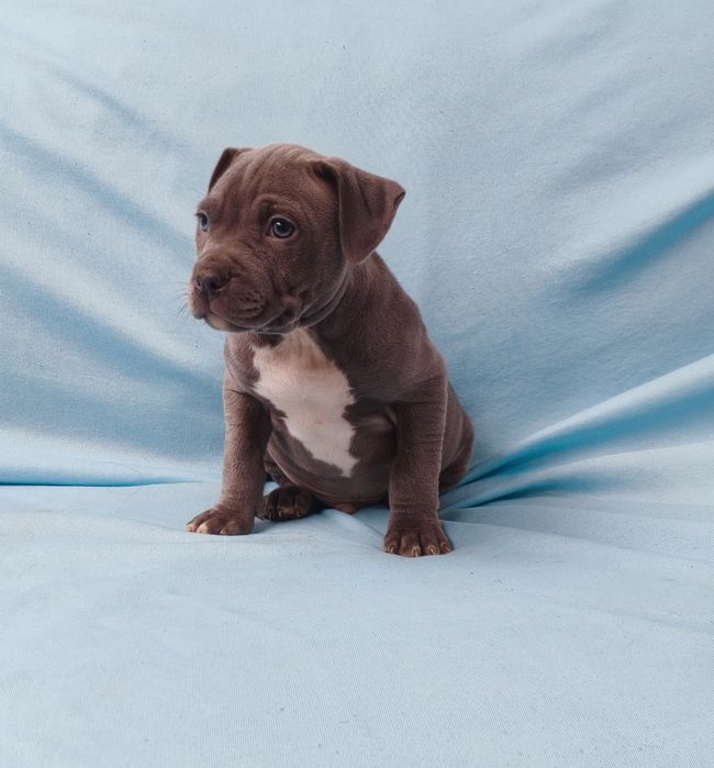 American pitbull terrier blue nose Águeda E Borralha • OLX.pt