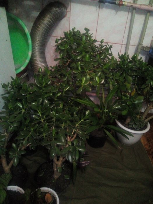 Грошове дерево (товстянка)