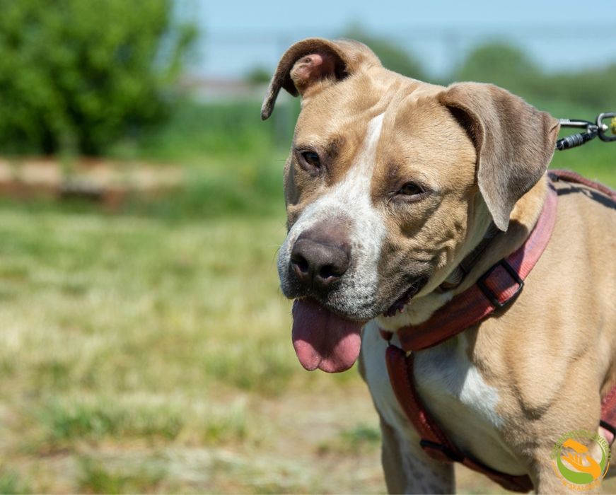Zeus pies w typie ttb, amstaff szuka odpowiedzialnego domu