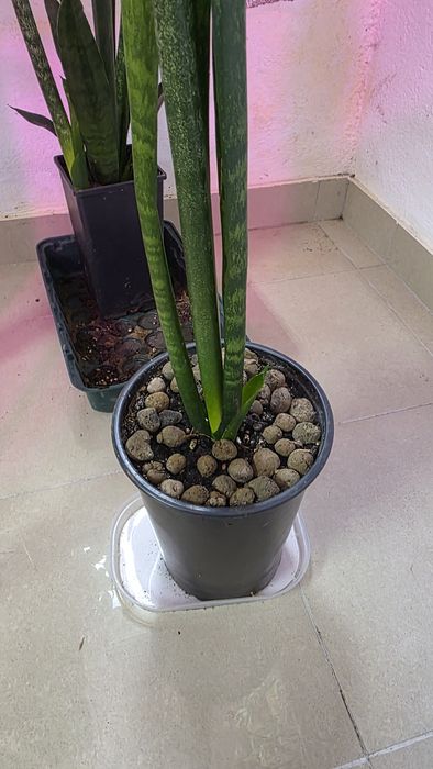 Espada de São Jorge  com 1m