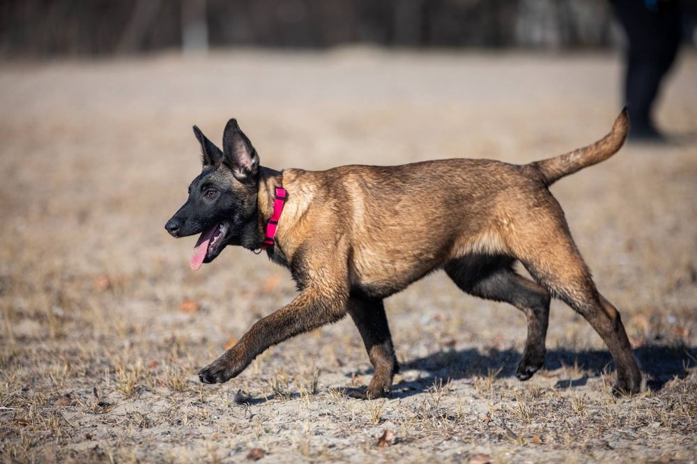 Бельгийская овчарка Малинуа