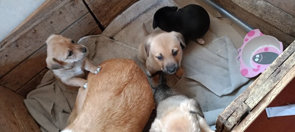 Цуценята віддам в добрі руки