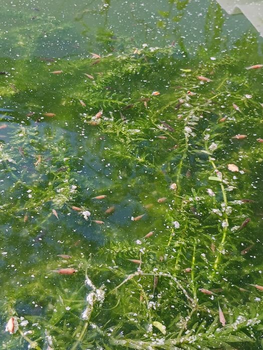Peixes de aquário ou lago de água fria
