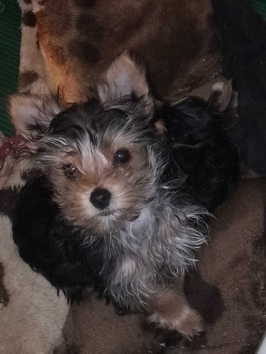 Хлопчик і дівчинка йорк