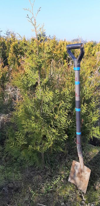 Thuja Brabant 150-170 CM