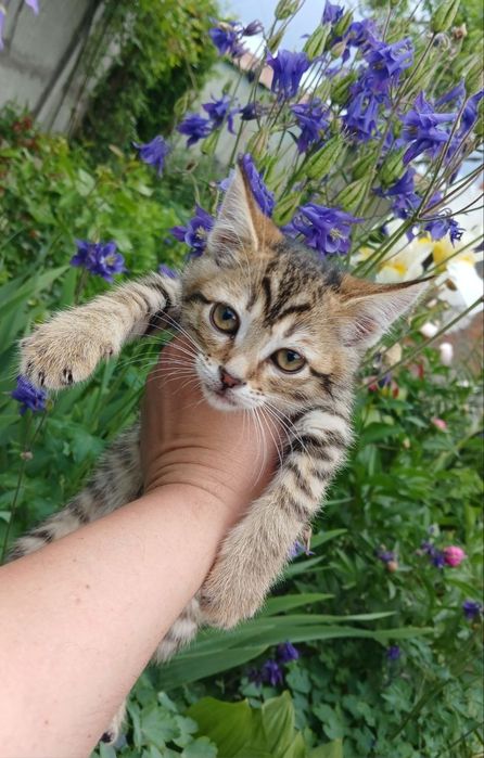 Котенок в поисках семьи. Кошечка ищет дом