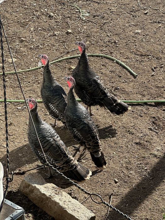 Perus femea 7 caseiro