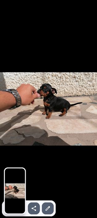 Pinscher macho miniatura