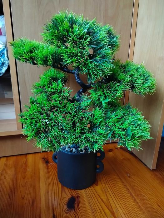 Drzewko bonsai z Pepco
