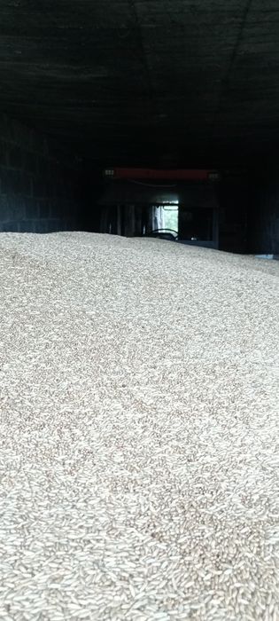 Żyto 8 ton tegoroczny zbiór