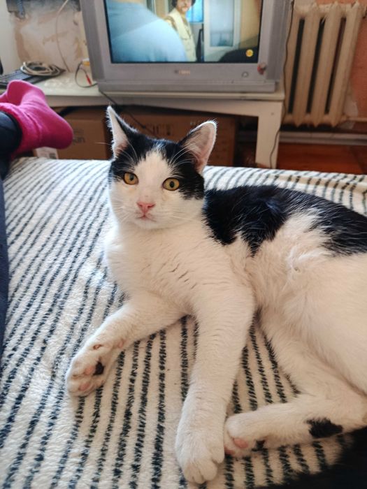 Котик в дбайливі руки