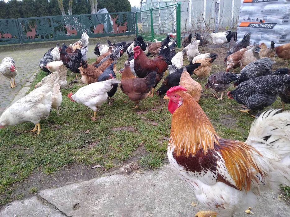 Jaja lęgowe, Wyandotte ceramiczne z miksami, wysyłkam