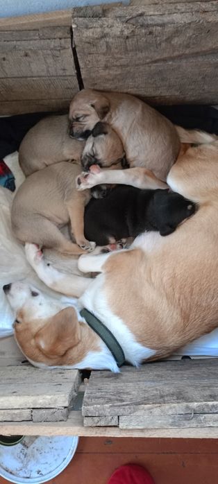 Цуценята віддам в добрі руки