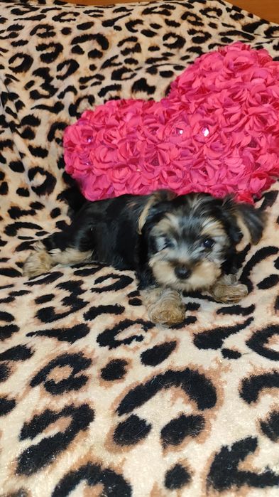 Цуценята йоркширського тер’єра - Подарунок на 8 березня