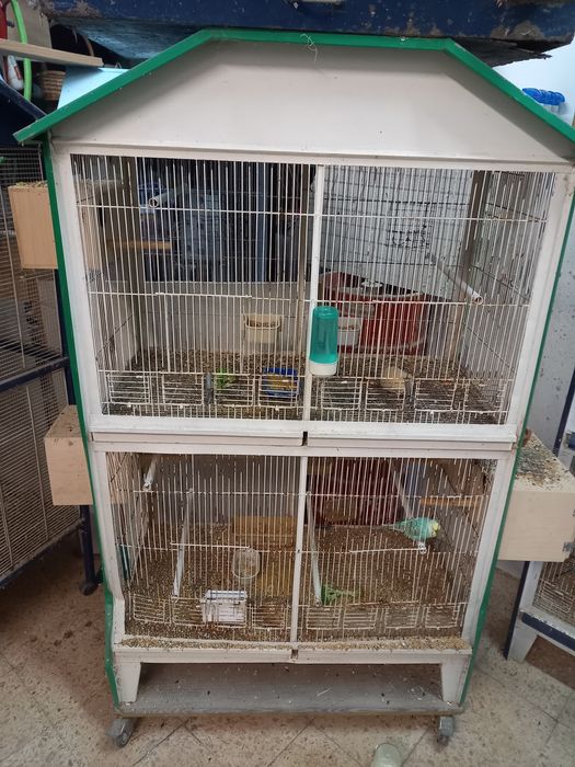 Viveiros vários com divisória