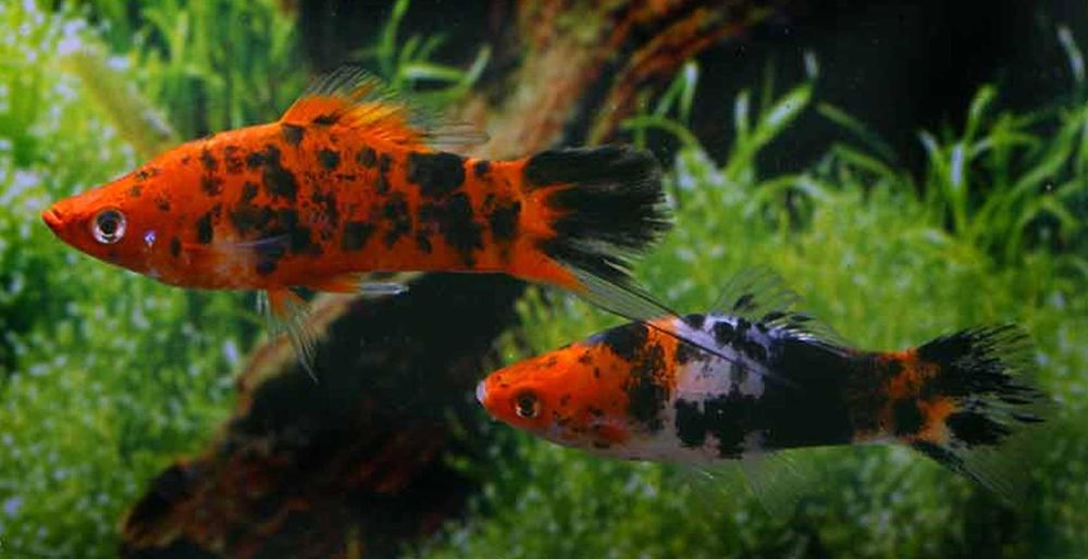 Mieczyk Hellera odmiana KOI - TRICOLOR - Xiphophorus helleri KOHAKU