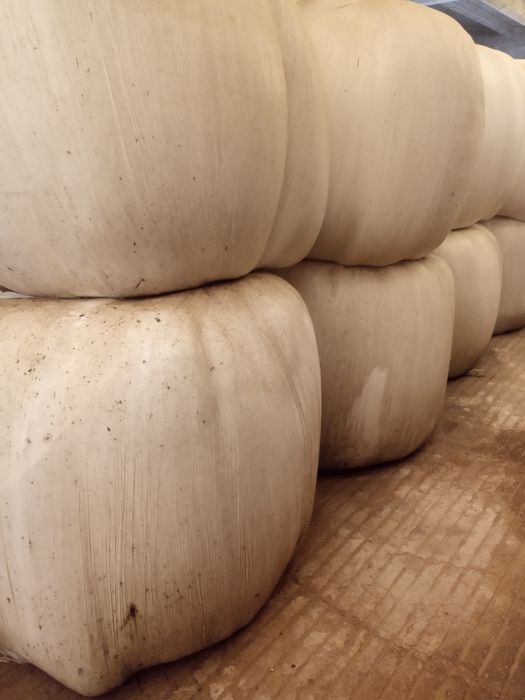 Silagem de milho embalada em bidões