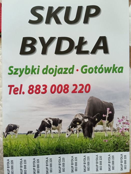 Krowy HF oraz jałówki mieszance