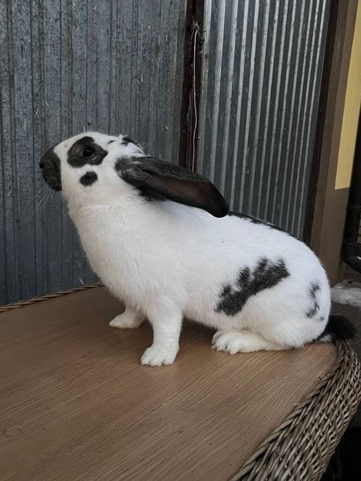 Продам кроликів.