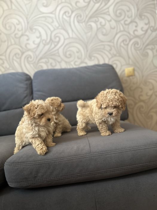 Мальтипу f1.