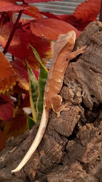 Gekon orzęsiony młody samiec red phantom lilly