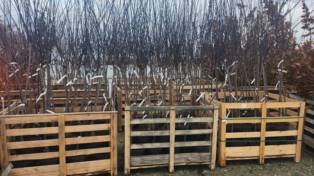 Śliwa wiśniowa Pissardii szczepiona na pniu