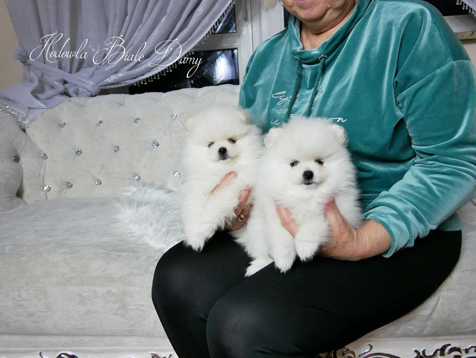 Szpic miniaturowy Samiec piesek Amant