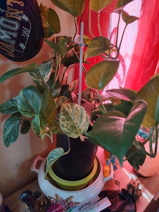 Plantas ornamentais