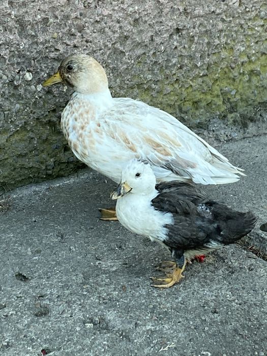 Call duck 3 sztuki para