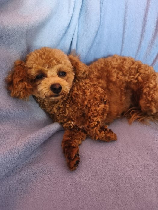 Дівчинка той пуделя 7,5 міс.