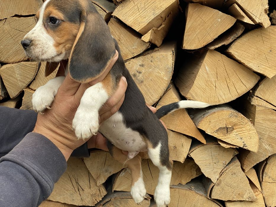 Чотири лапі…